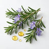 <b>Rosemary Extract</b>